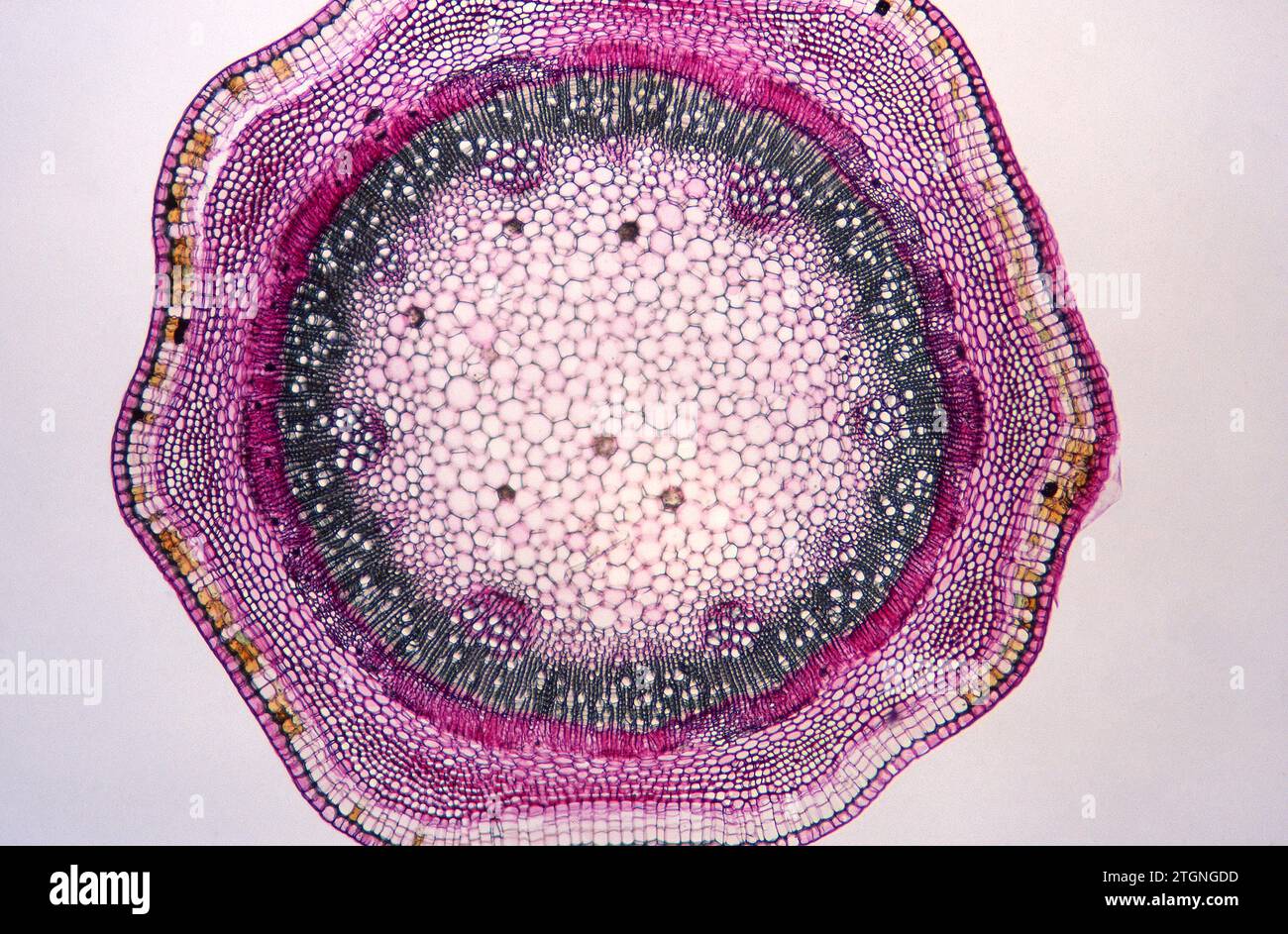 Cross Section Of Stem