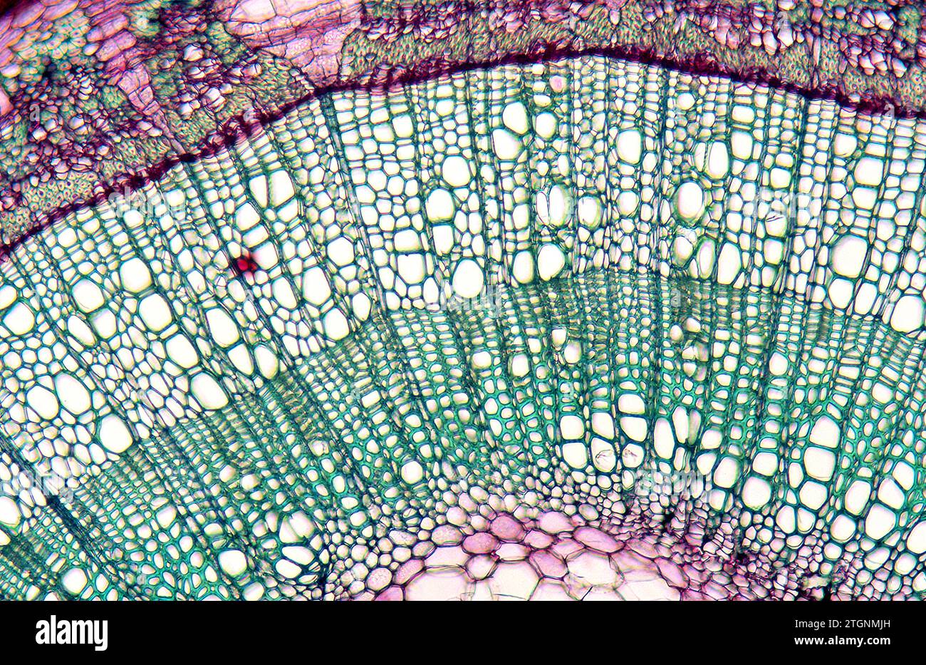 Stem two years old, cross section, showing spring and summer vessels. Photomicrograph. Stock Photo