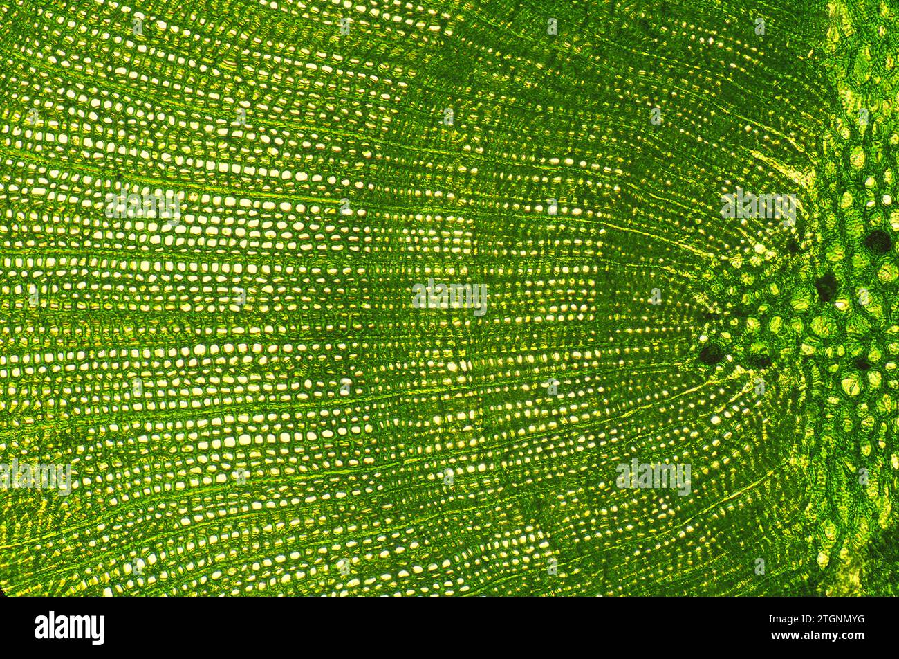 Cupressus sempervirens stem, cross section, showing secundary xylem and radial parenchyma. Photomicrograph. Stock Photo