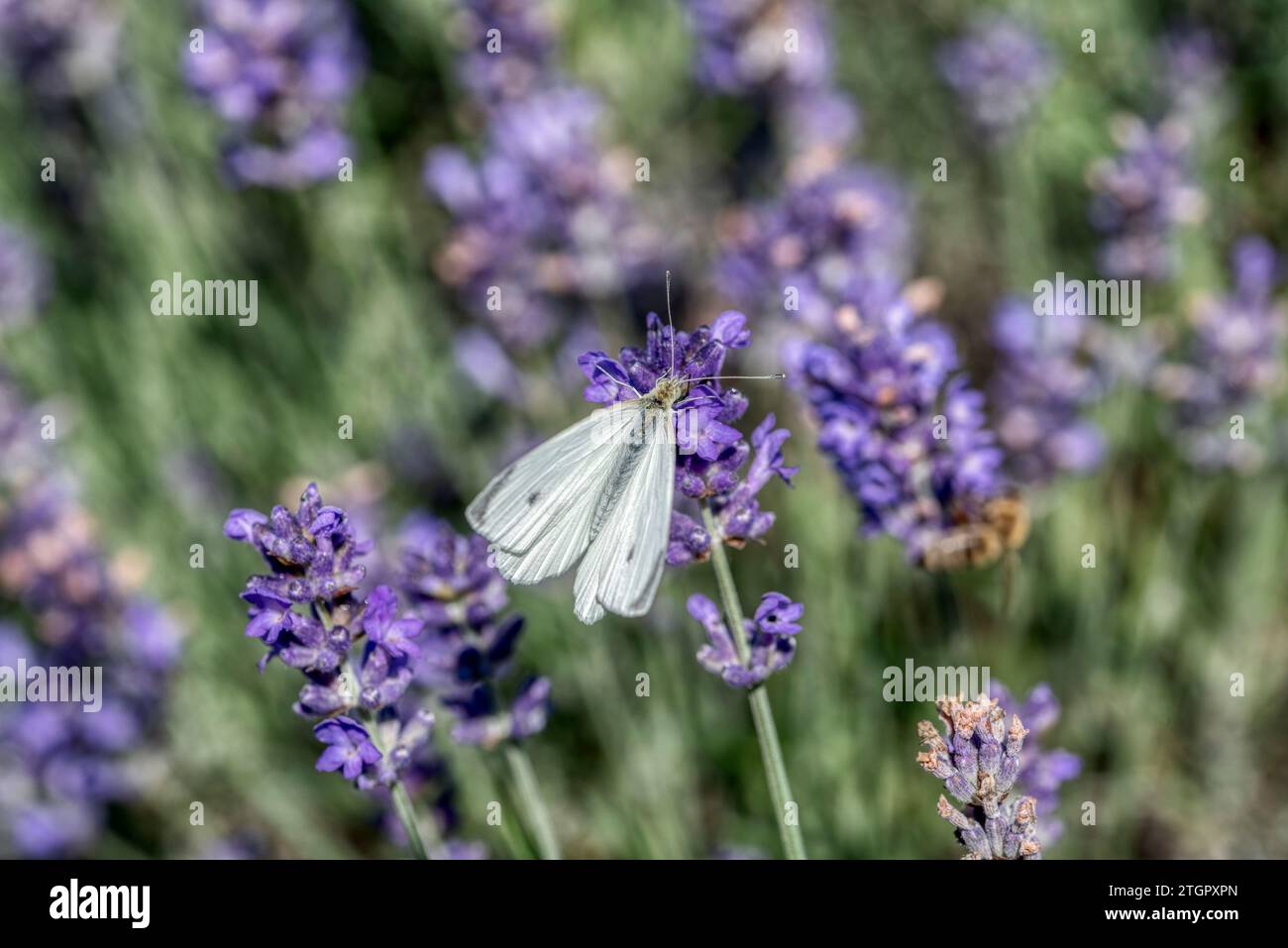 Beautiful violet purple lavender flowers in the garden on a late evening sun with white butterfly Stock Photo