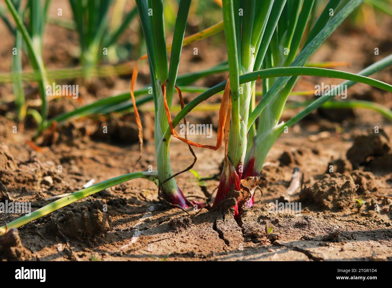 Growing plants onion plantation hi-res stock photography and images - Alamy
