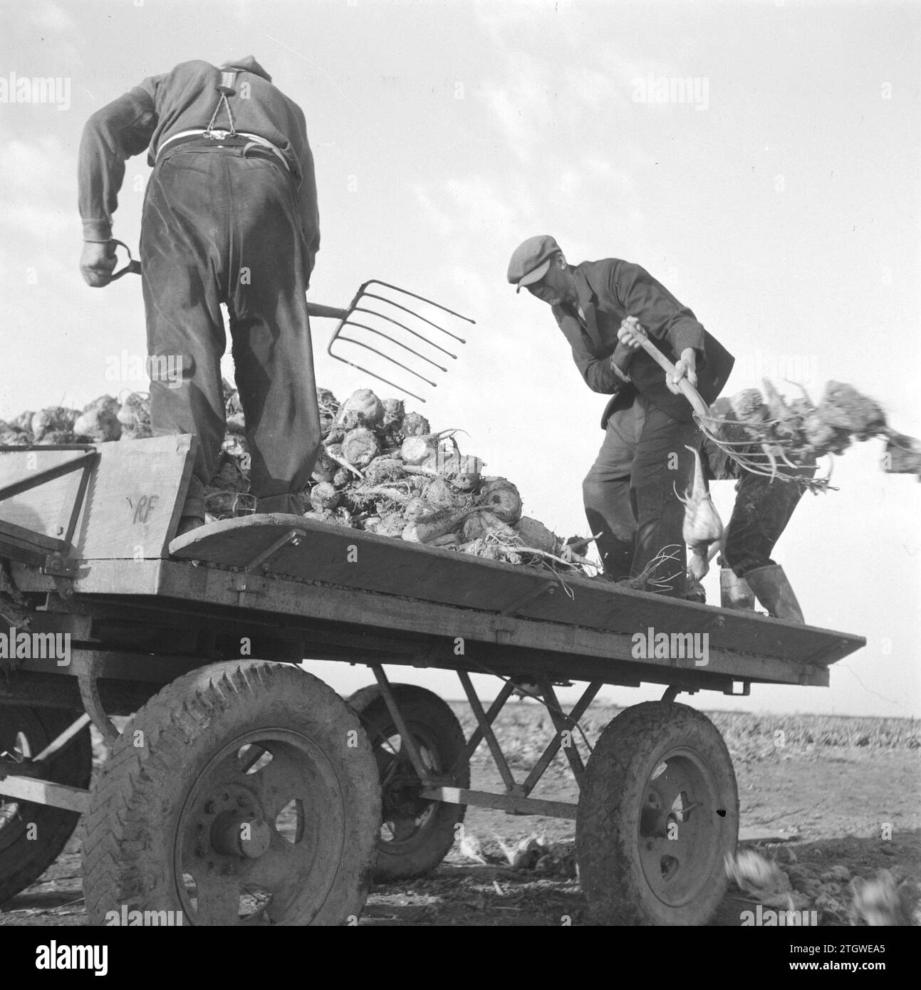The new sugar beet harvest in the Netherlands farmer using a