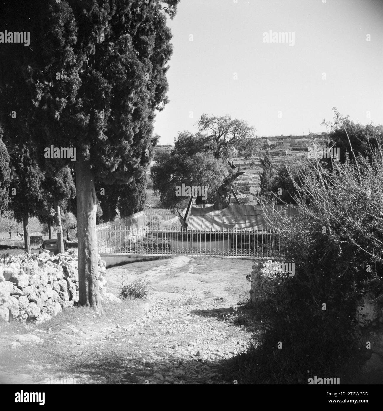 Garden with the Oak of Abraham ca. 1950-1955 Stock Photo - Alamy