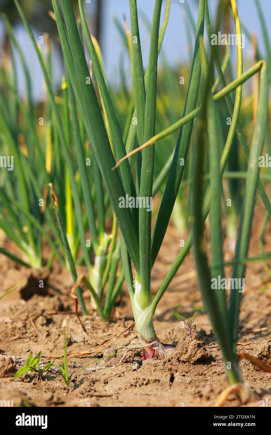 Green onion plantation hi-res stock photography and images - Alamy