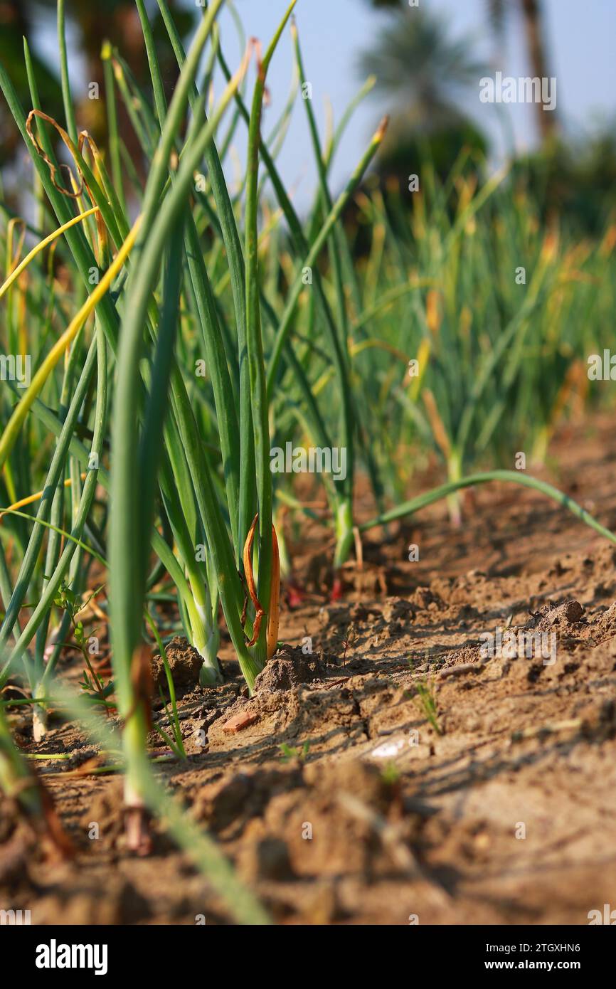 Growing plants onion plantation hi-res stock photography and images - Alamy