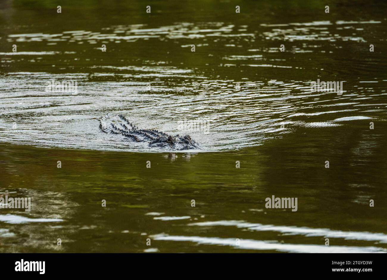 American alligator approaching across calm waters of Atchafalaya delta with eyes and snout visible in ripples Stock Photo