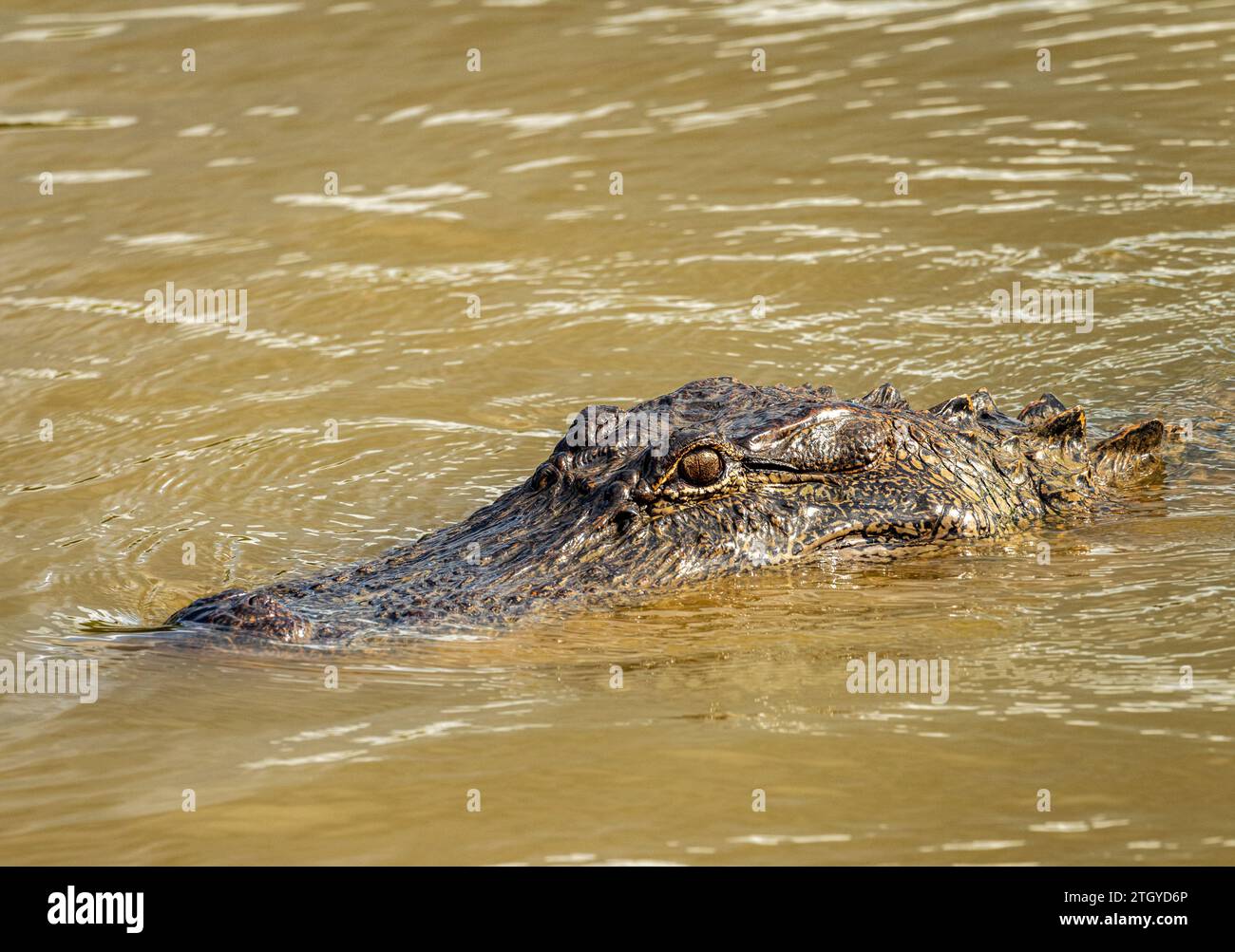 Head and eyes of an American alligator in calm waters of Atchafalaya delta Stock Photo