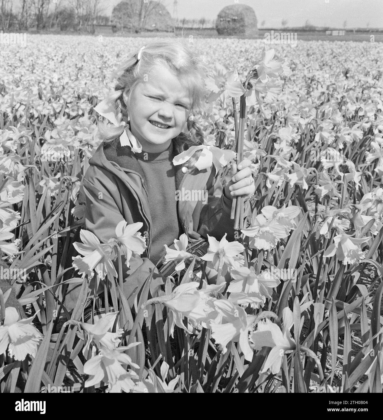 Girl in field of daffodil field hi-res stock photography and images - Alamy