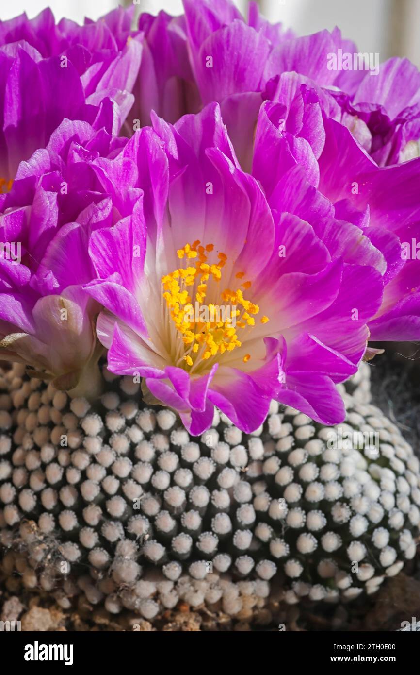 Rare species of cactus, Mammillaria luethyi, endemic to Coahuila in Mexico  Stock Photo - Alamy