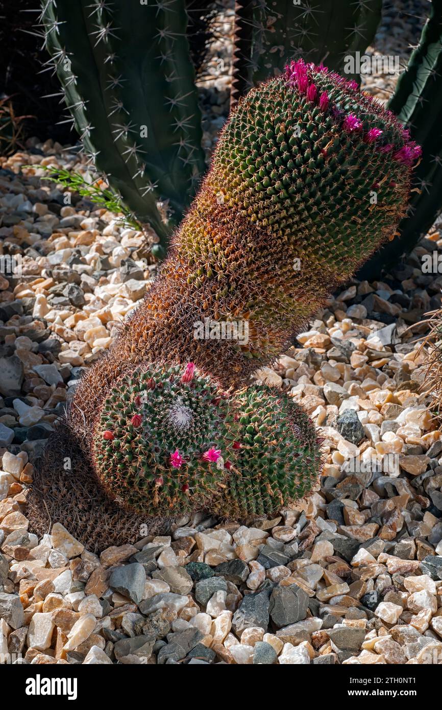 Mammillaria mystax, Cactaceae. Ornamental succulent plant. rare cactus. globular shape, pink flower. Stock Photo