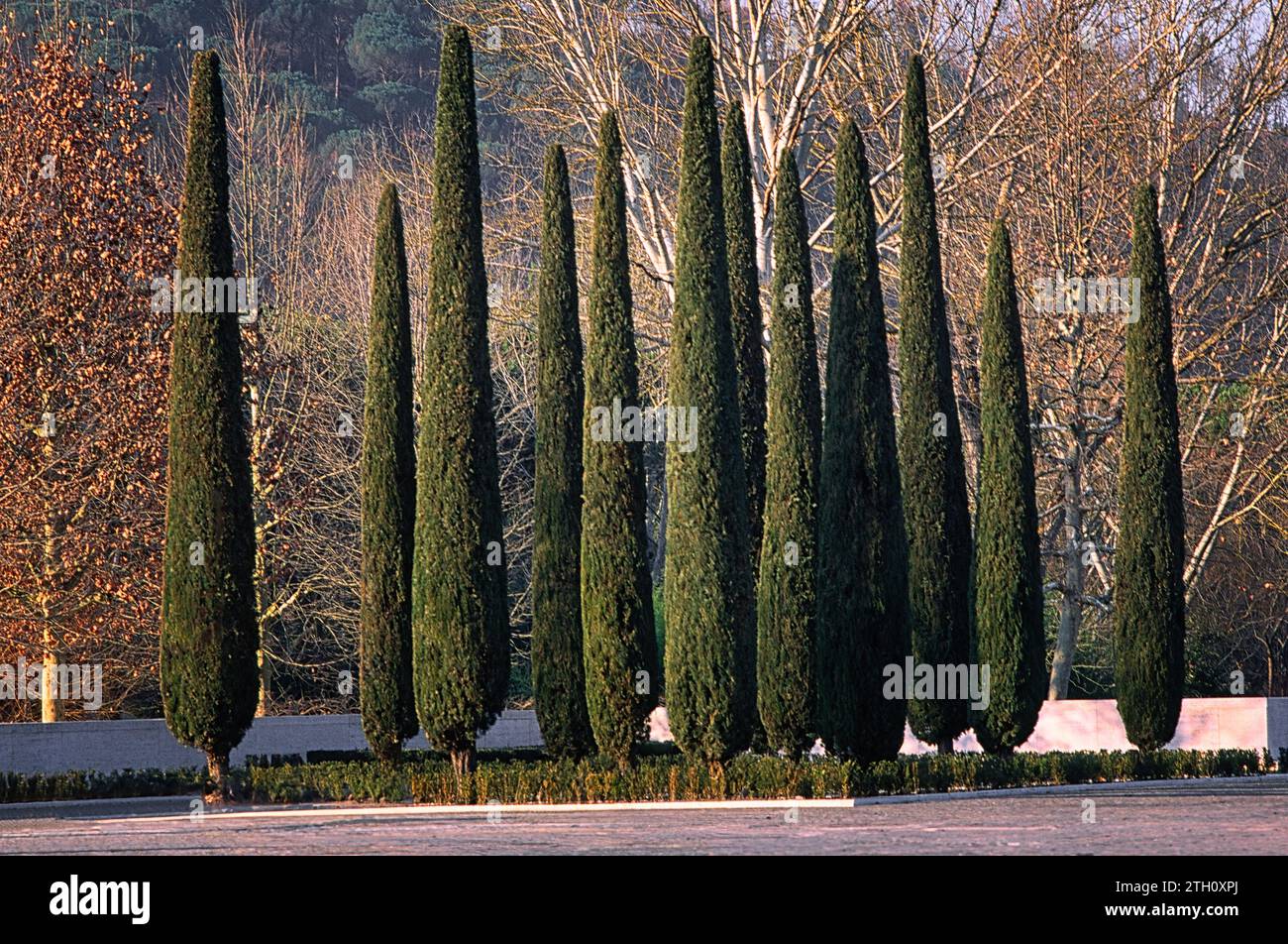 Cipresso (Cupressus sempervirens var. stricta, clone italico), Cupressaceae. Ornamental tree, typical Tuscan variety. It characterizes the Italian lan Stock Photo