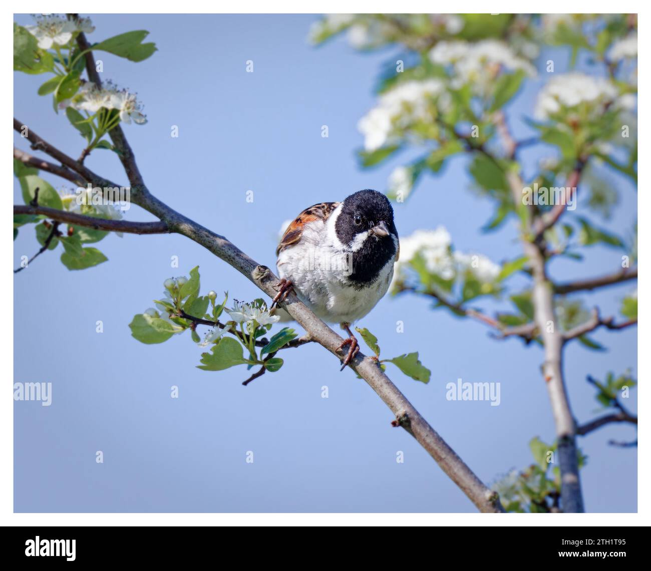 Reed bunting on blossoming hawthorn Stock Photo