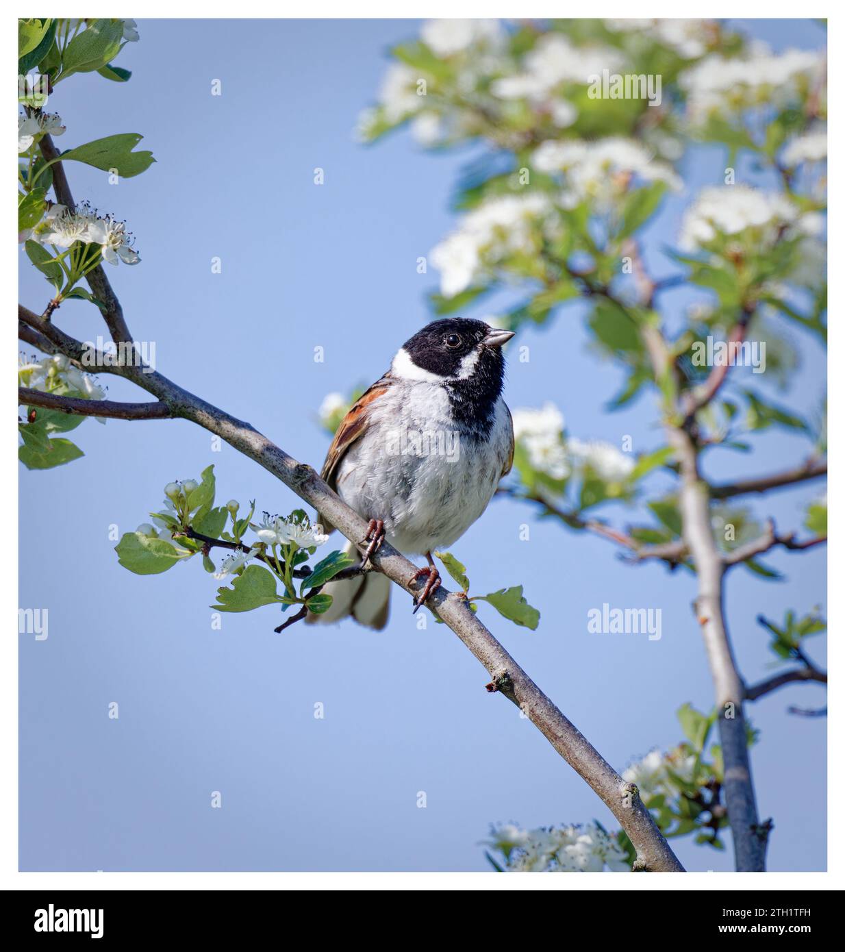 Reed bunting on blossoming hawthorn Stock Photo