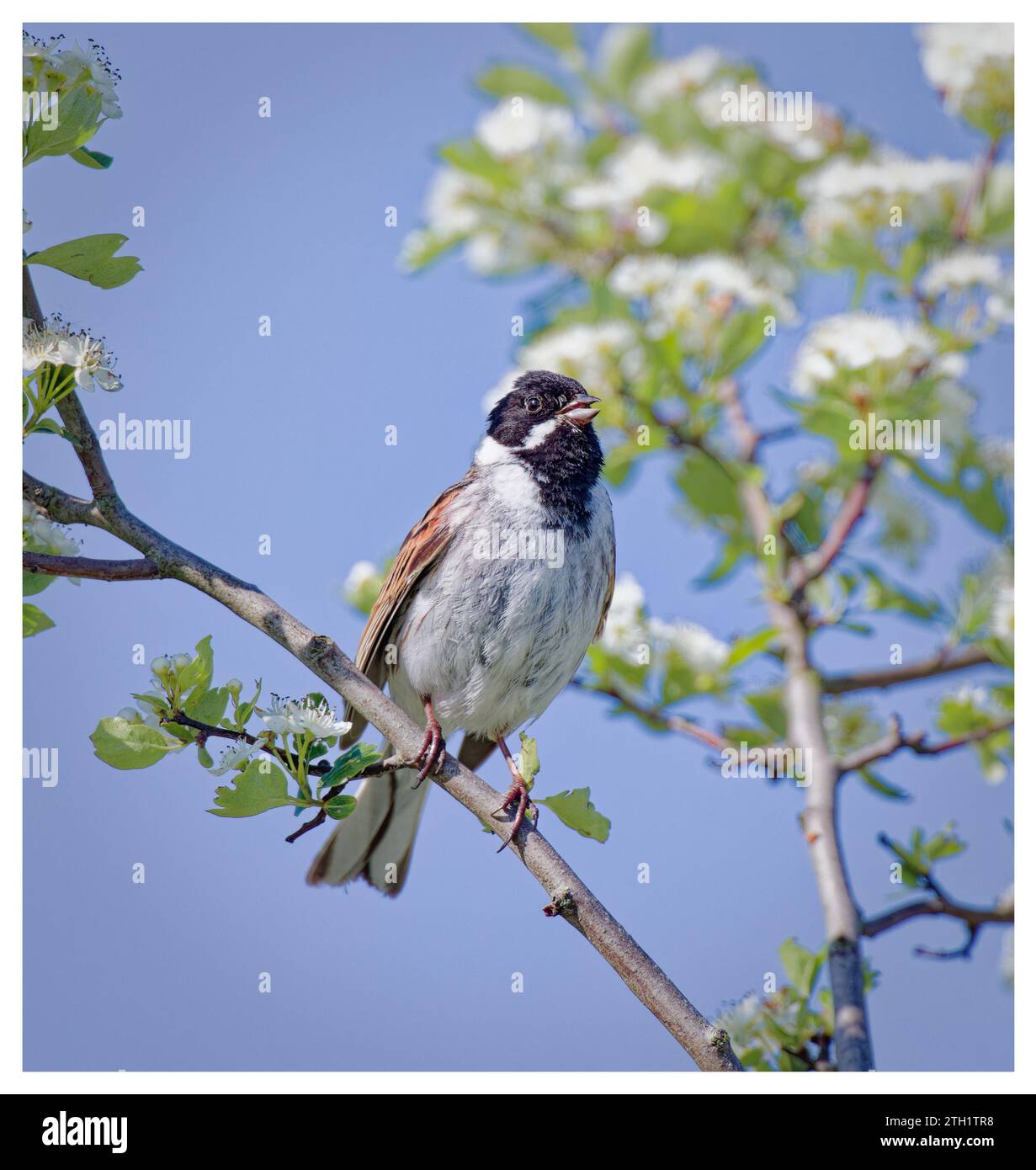 Reed bunting on blossoming hawthorn Stock Photo