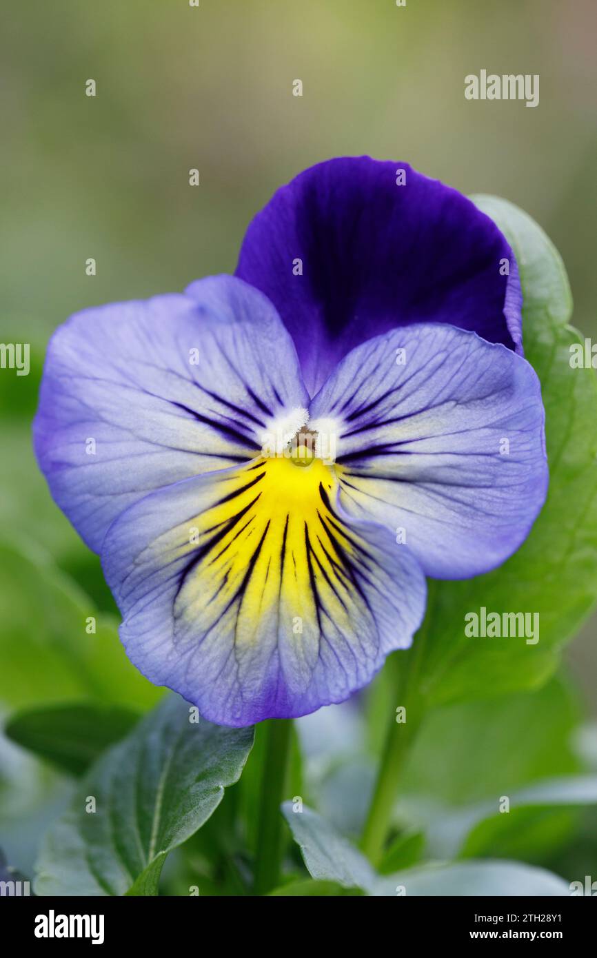 Pansy Matrix 'Midnight Glow' flower. Stock Photo