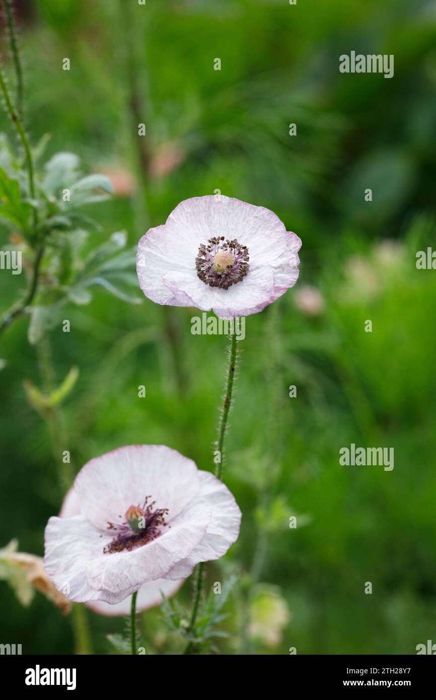 Papaver rhoeas 'Mother of Pearl'. Poppy. Stock Photo