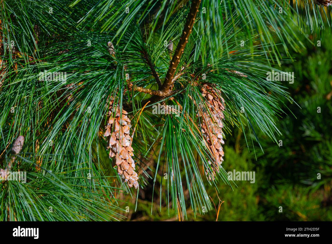Clusters of long green-bluish needles and  golden cones of the pinus schwerinii Stock Photo