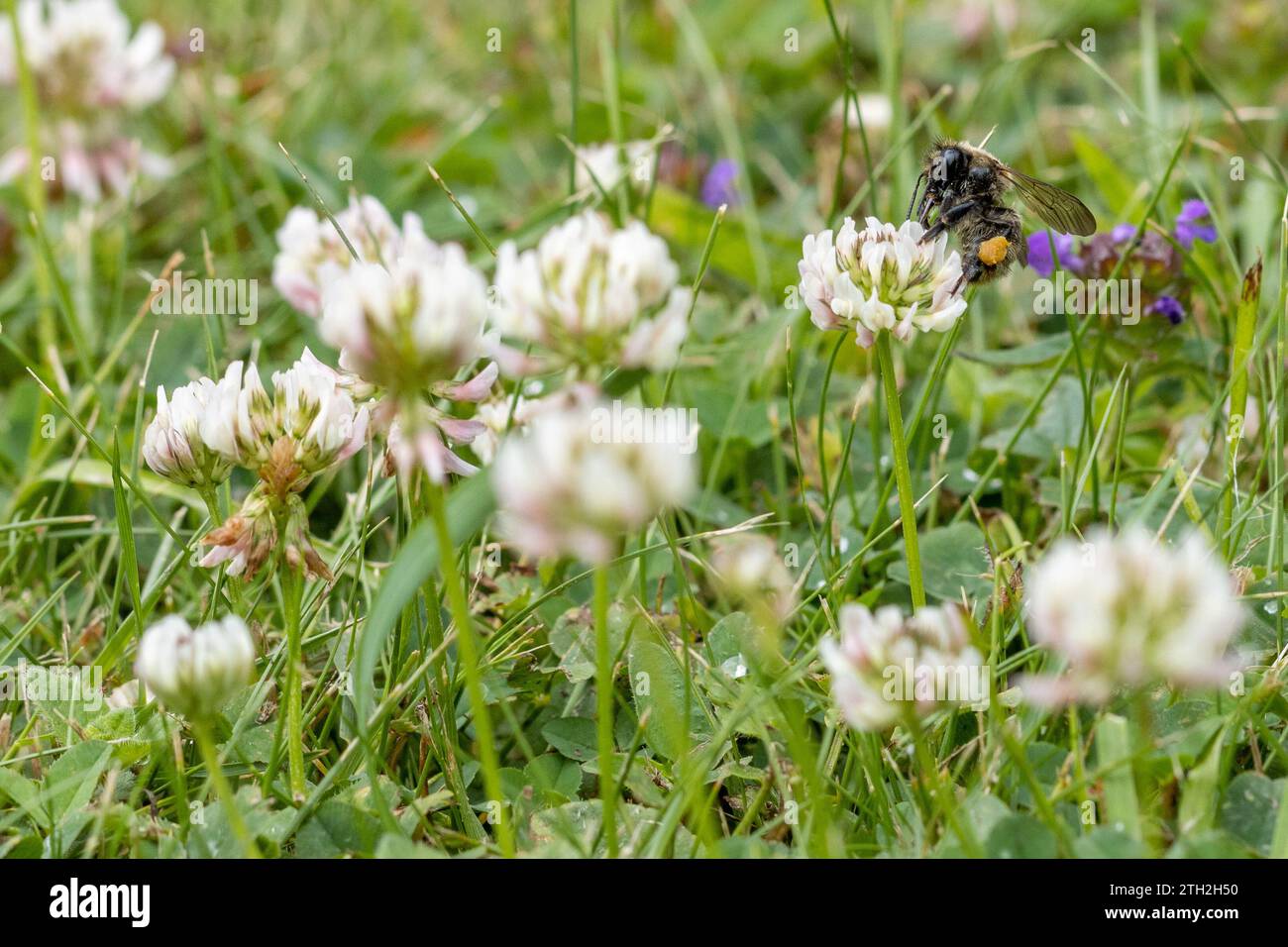 Bee collecting pollen from white clover (Trifolium repens) in a lawn, West Yorkshire, England, UK Stock Photo