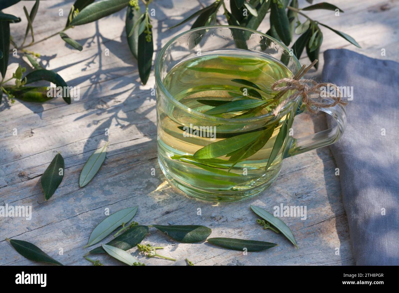 stechpalme balkon Ilex crenata main image 0
