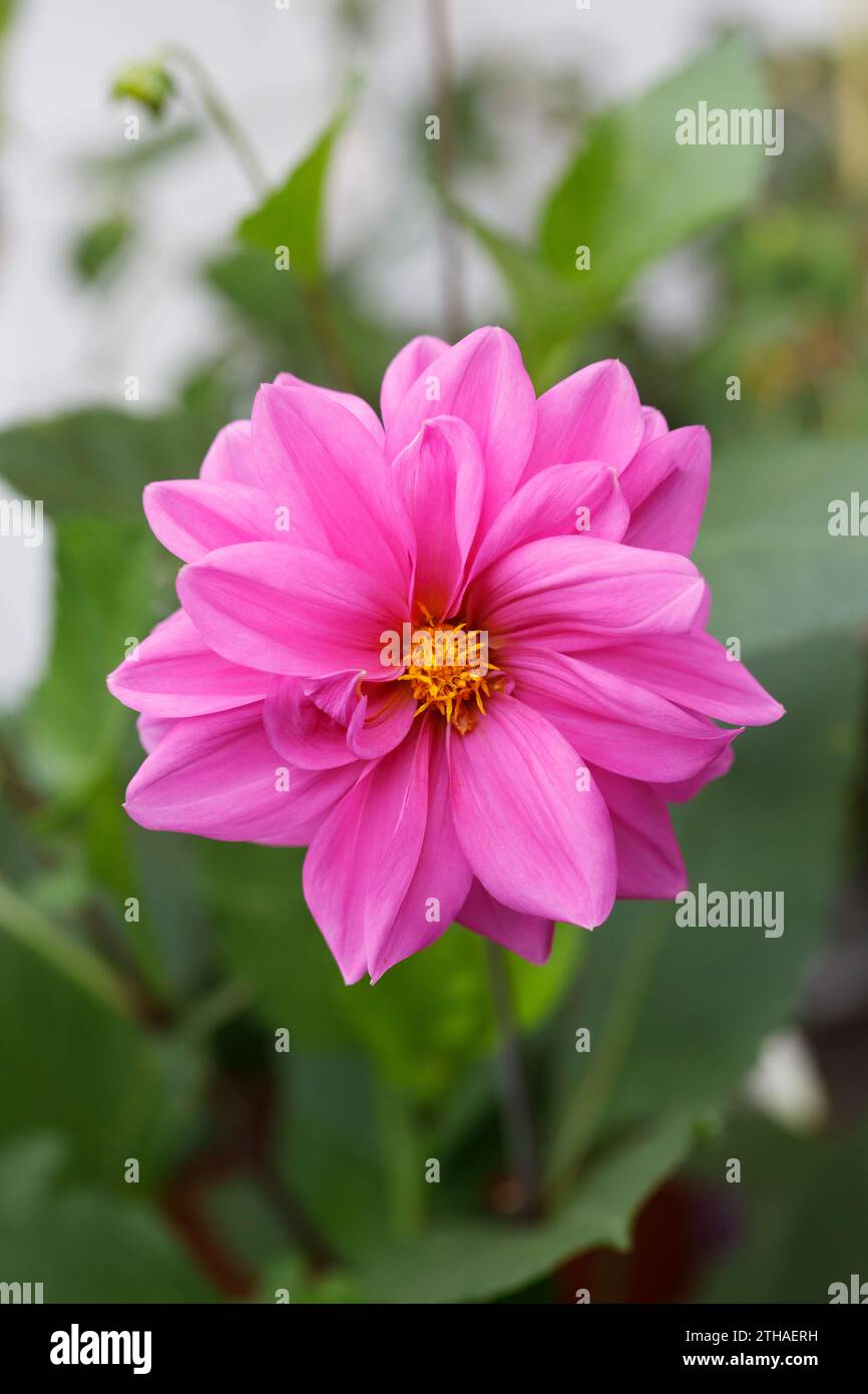 Pink dahlia flower in the garden Stock Photo - Alamy