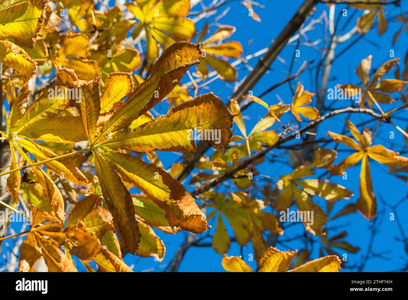 Background texture of colored leaves Stock Photo