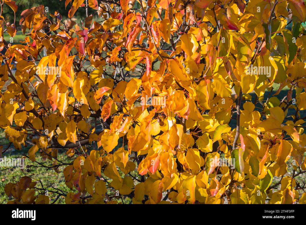 Background texture of colored leaves Stock Photo