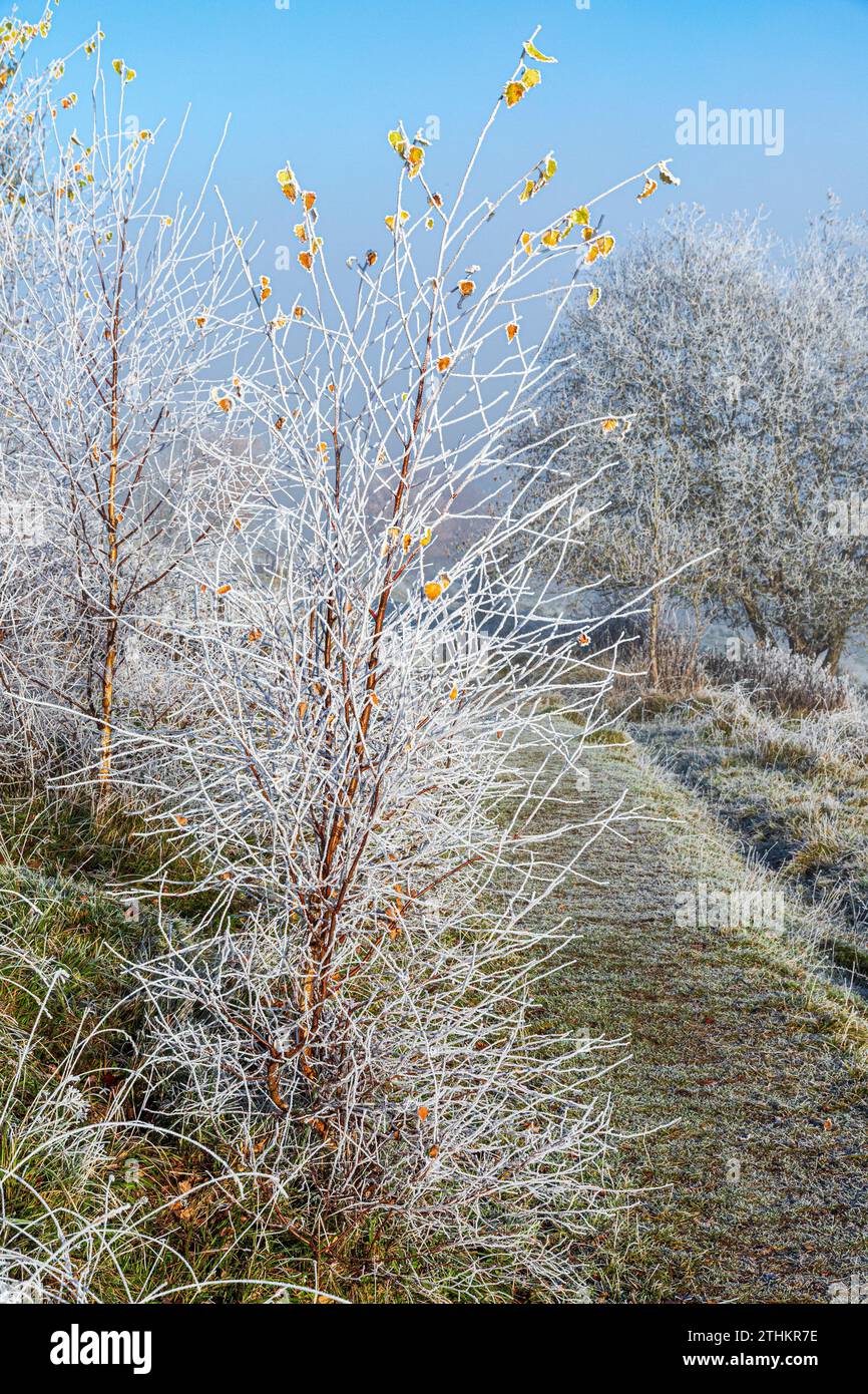 Last of the autumn leaves on a birch sapling and hoar frost after a receding mist on Rudge Hill Nature Reserve (Scottsquar Hill), Edge Common, Edge UK Stock Photo