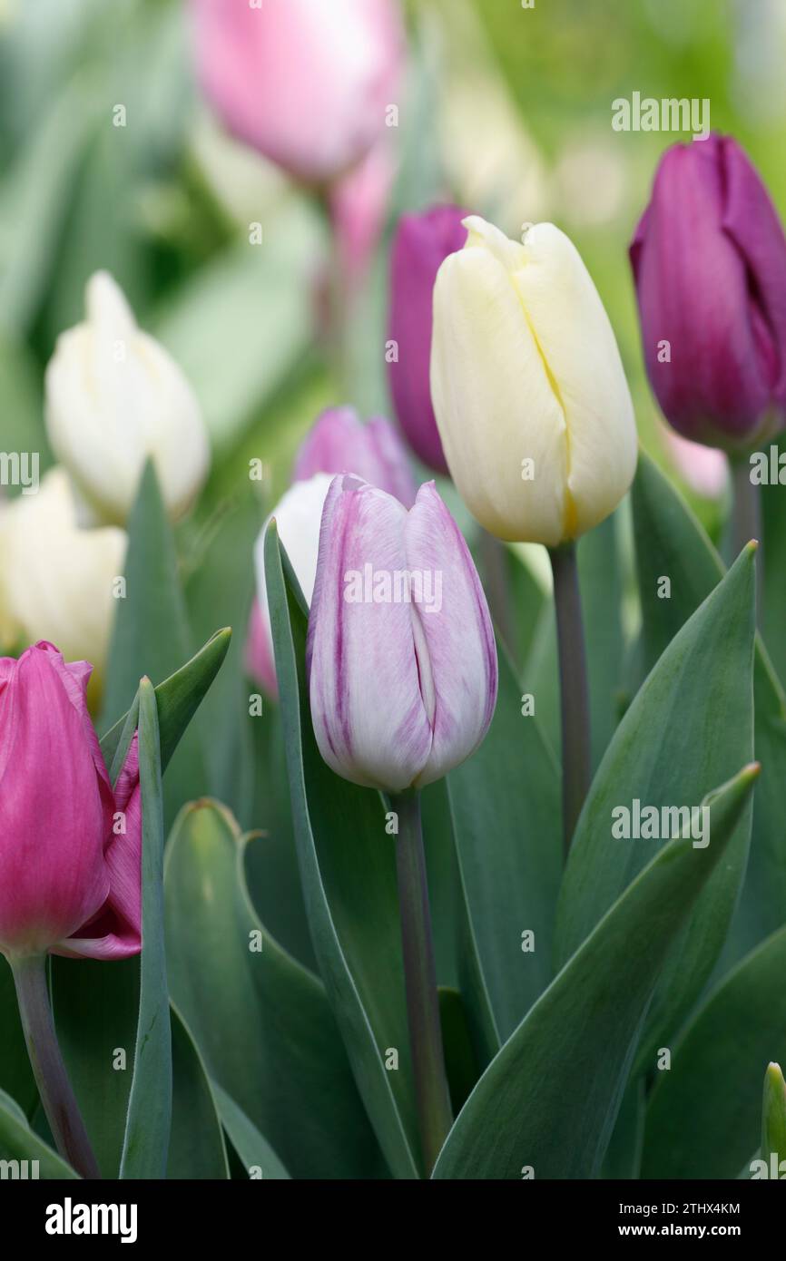 Tulipa Flag Collection - April Stock Photo