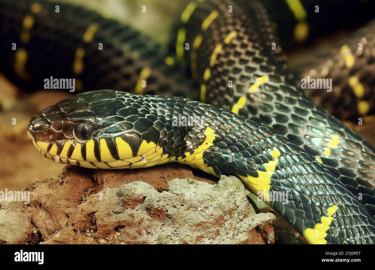 gold-ringed cat snake, mangrove snake, Ularburong, Mangroven-Nachtbaumnatter, serpent des mangroves, Boiga dendrophila, mangrovesikló, Zoo Stock Photo