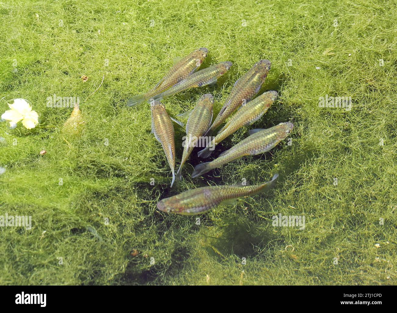 Eastern mosquitofish, Östlicher Moskitofisch, Gambusia holbrooki, szúnyogírtó fogasponty, Budapest, Hungary, Magyarország, Europe Stock Photo