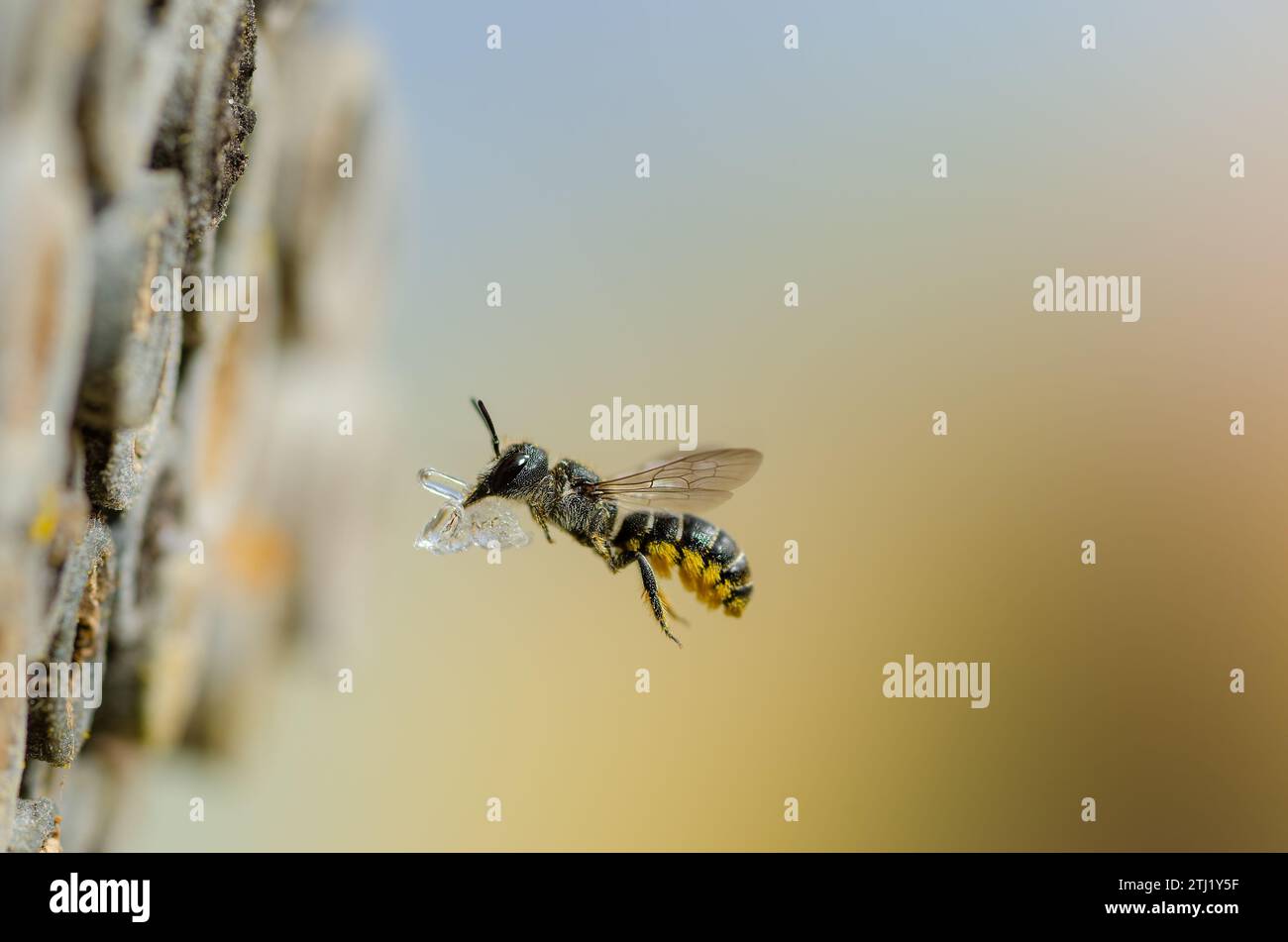 Fliegende Wildbienen mit Harz zum Nestbau Stock Photo