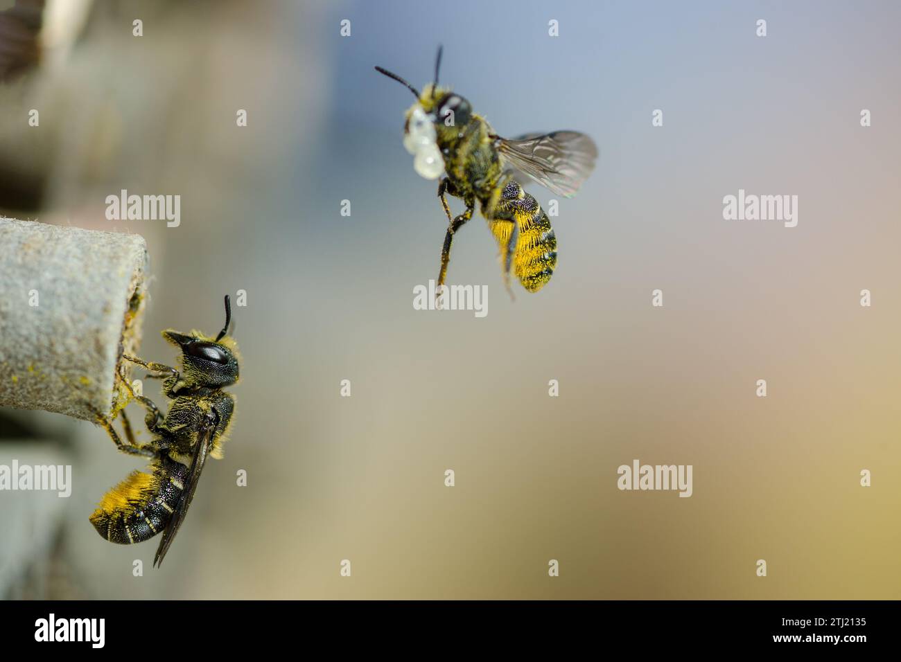 Flying wild bees in front of insect hotel, Fliegende Wildbienen vor Insektenhotel Stock Photo