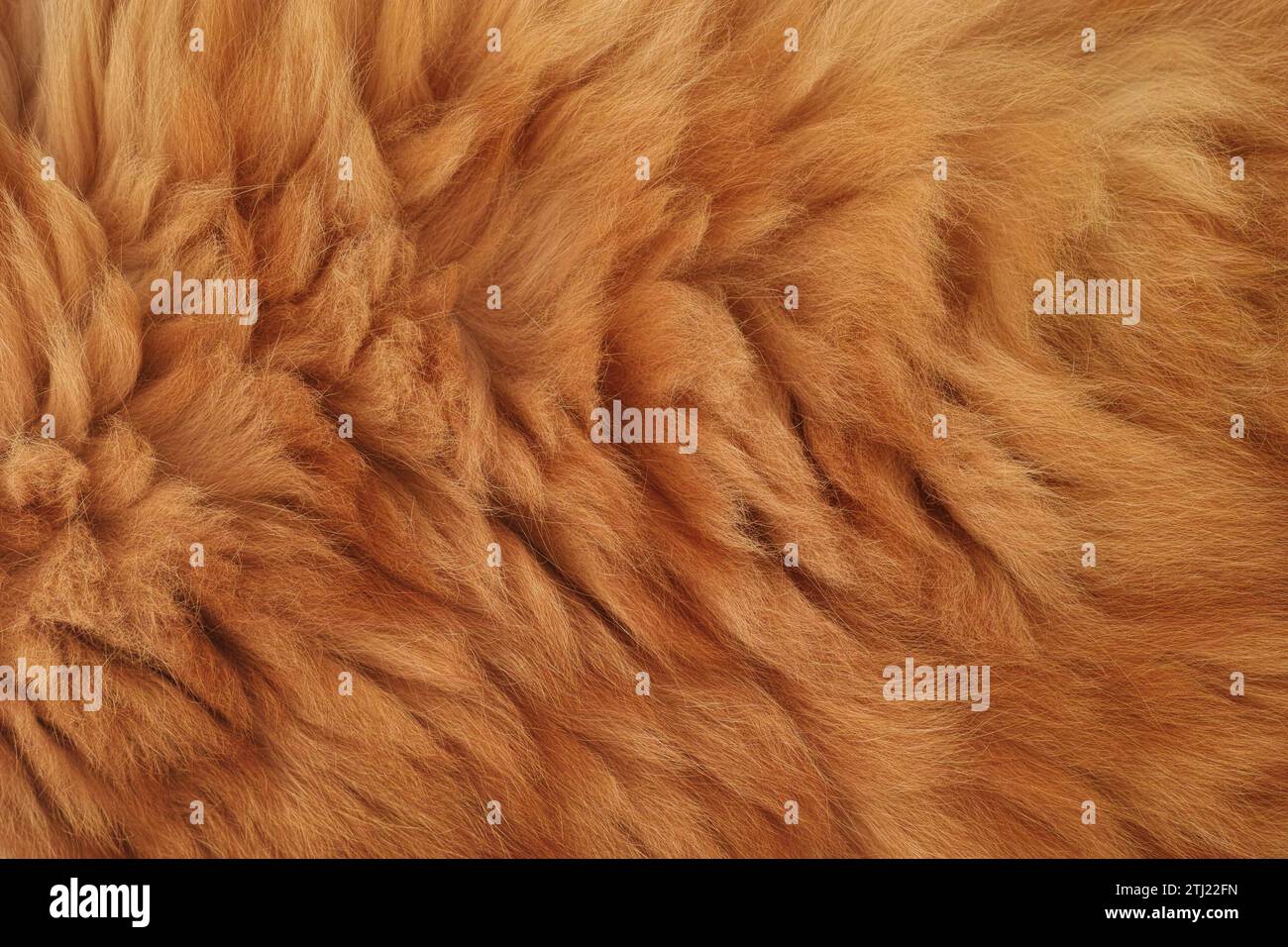 A background of a red Maine Coon cat fur. Close up. Stock Photo