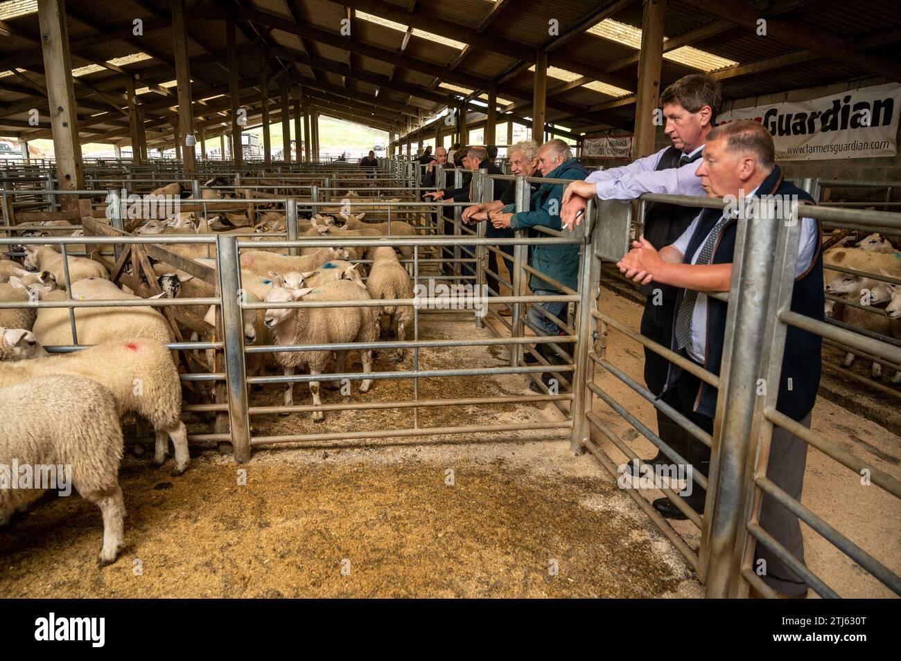 Livestock Auction in Hawes auction mart Stock Photo Alamy