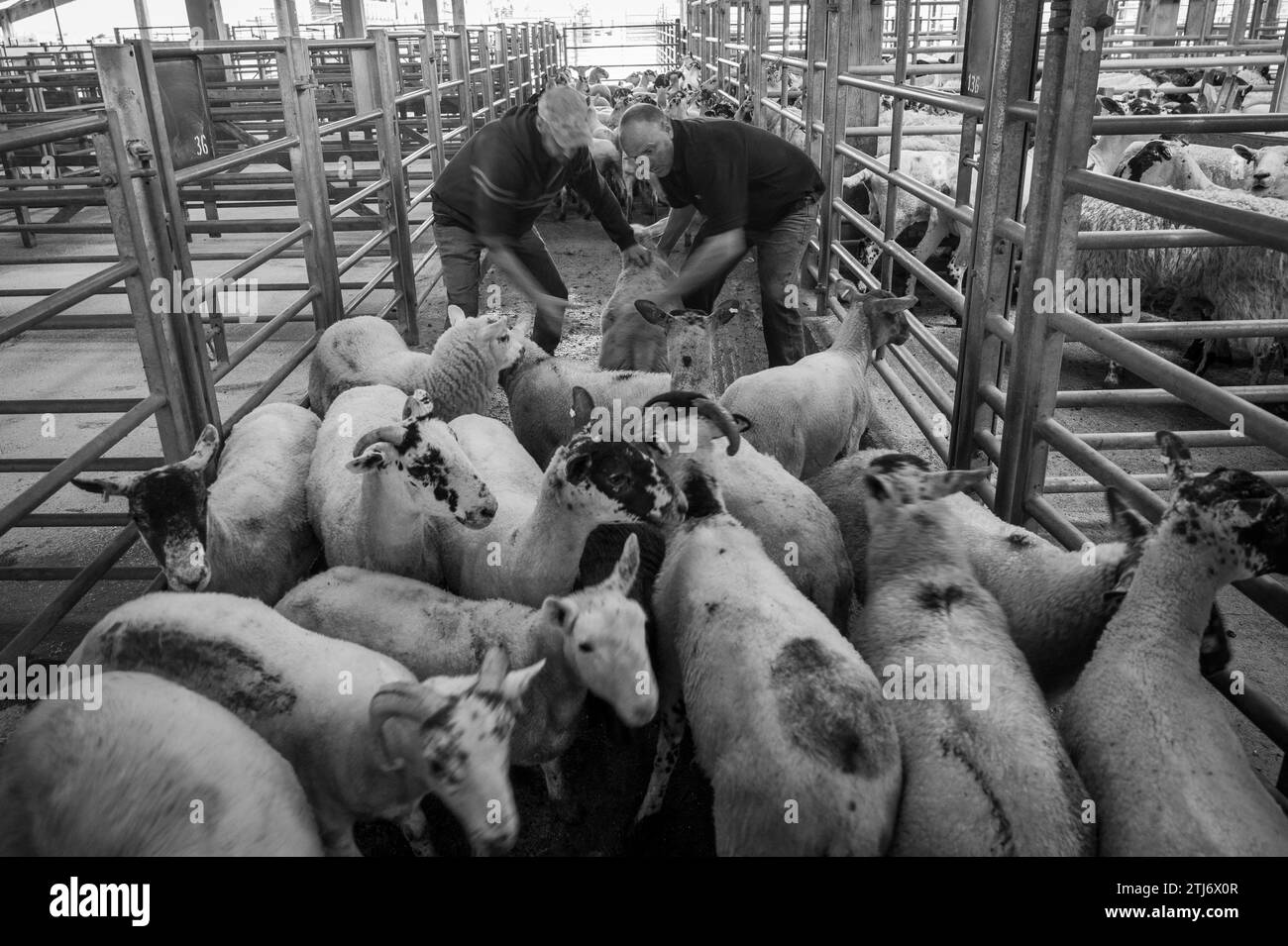 Livestock Auction in Hawes auction mart Stock Photo Alamy