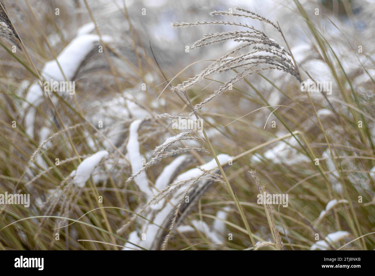 Miscanthus under the snow in winter. Garden plant. Stock Photo
