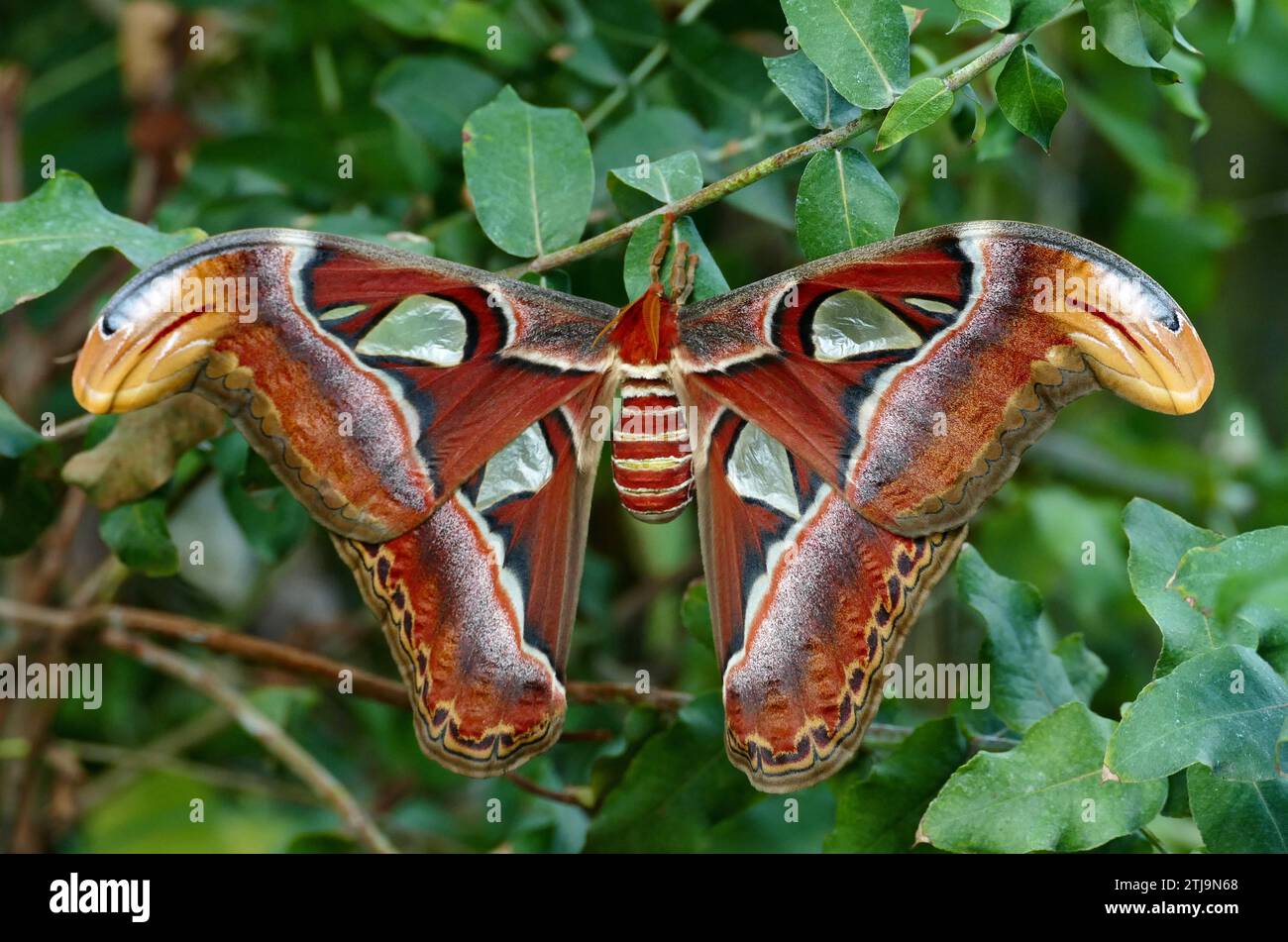 Attacus atlas, the Atlas moth, is a large saturniid moth endemic to the forests of Asia. The species was first described by Carl Linnaeus in his 1758 10th edition of Systema Naturae. The Atlas moth is one of the largest lepidopterans, with a wingspan measuring up to 24 cm.   Credit: BSpragg Stock Photo