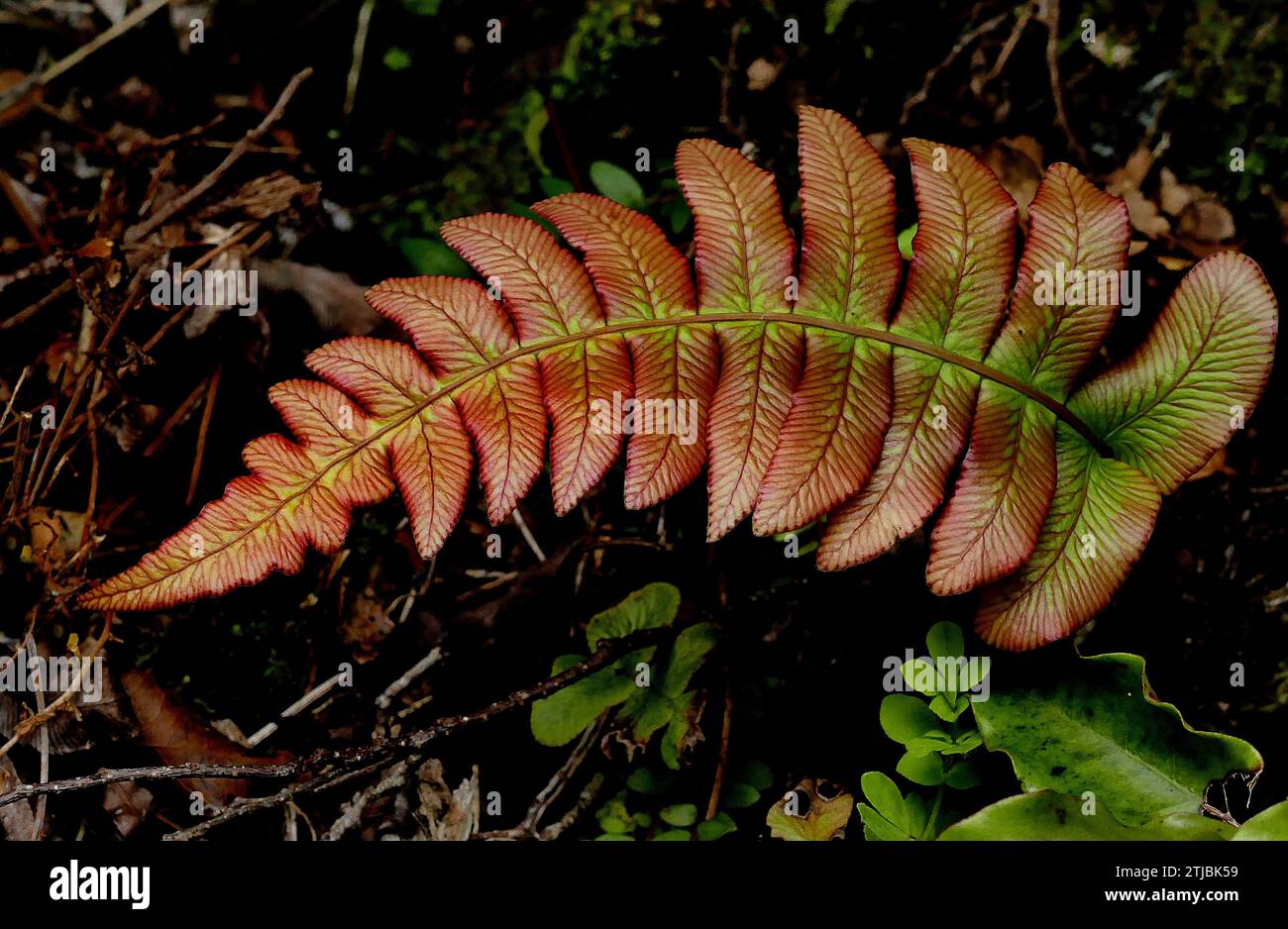 Kiokoi. New Zealand fern. Blechnum novae-zelandiae, commonly known as palm-leaf fern or kiokio, is a species of fern found in New Zealand. It can often be found growing in clay soil on embankments and roadsides. B. novae-zelandiae has long fronds that grow up to 2m long by 50 cm wide. An evergreen fern with short creeping rhizomes bearing large bright green, wavy leaflets on pendulous sterile fronds. Young growth is often orange to deep red. Jamestown, Southland, New Zealand  Credit: BSpragg Stock Photo