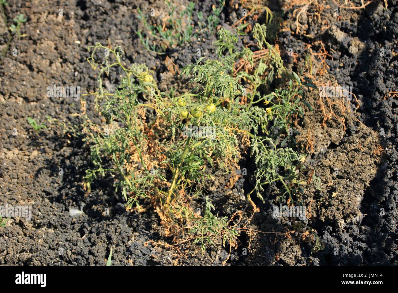 Bush with tomatoes growing in a sludge pool in a sewage treatment plant Stock Photo Alamy