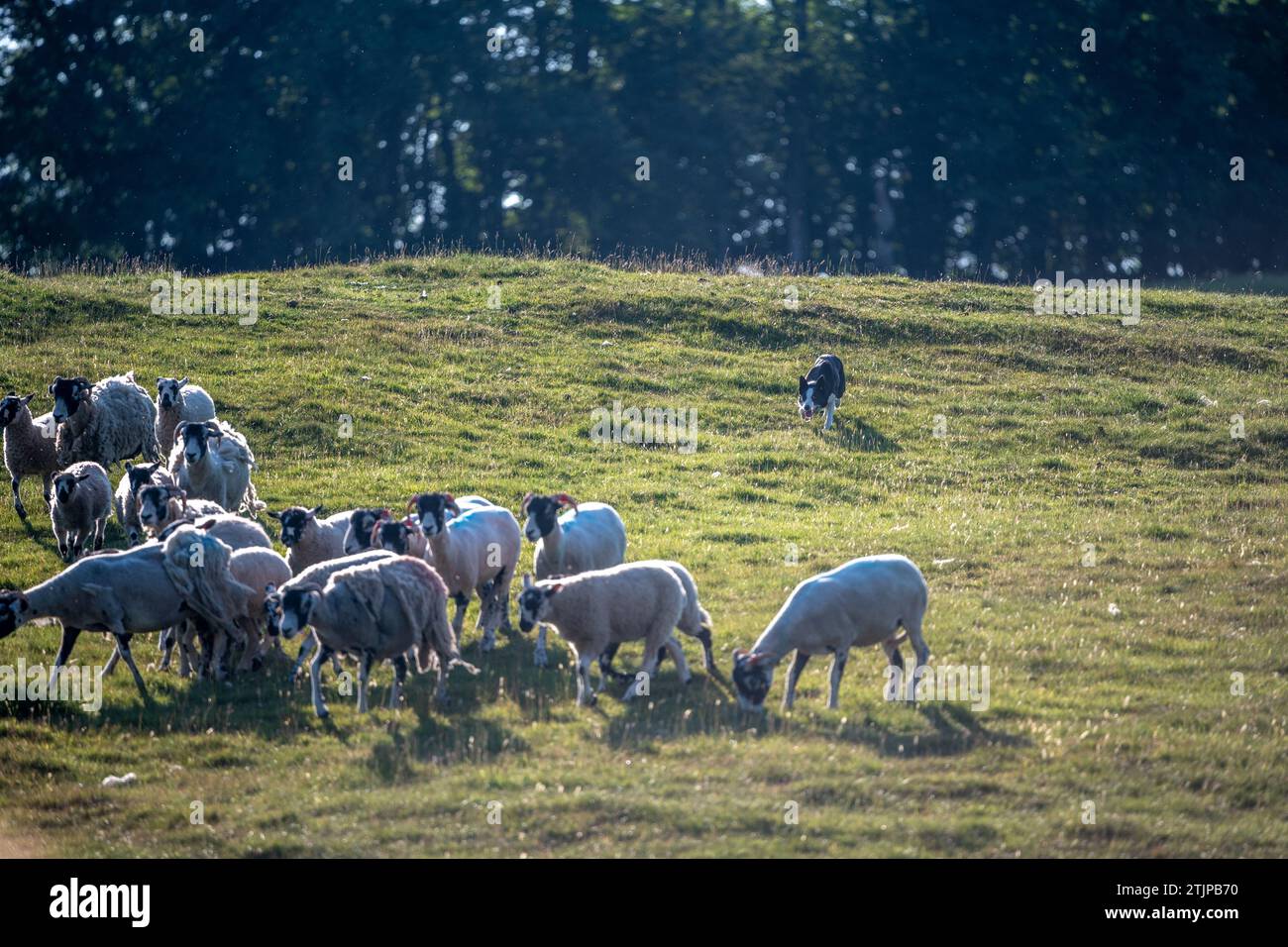 Sheepdog demonstration in Hawes England Stock Photo