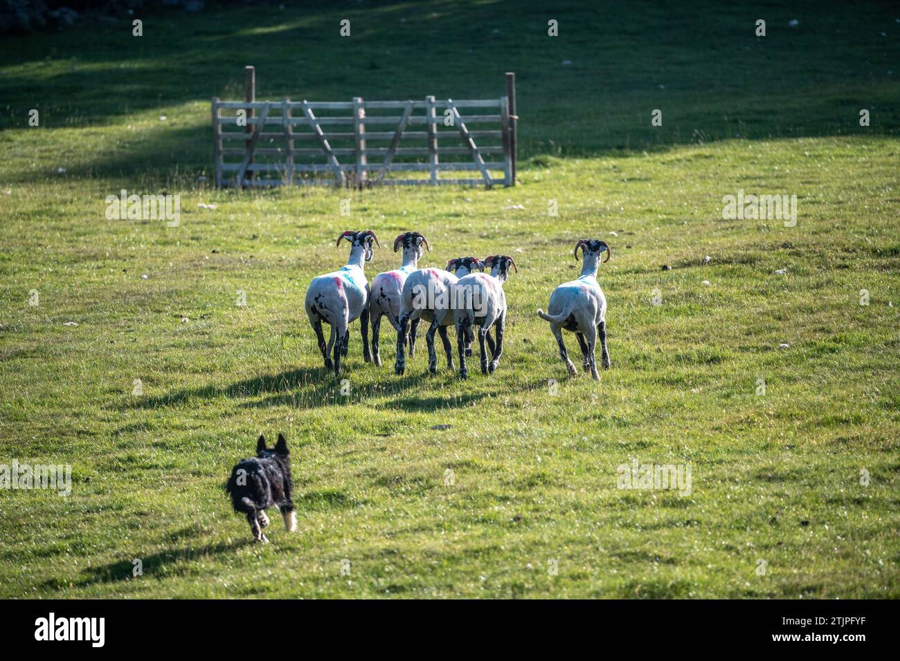 Sheepdog demonstration in Hawes England Stock Photo