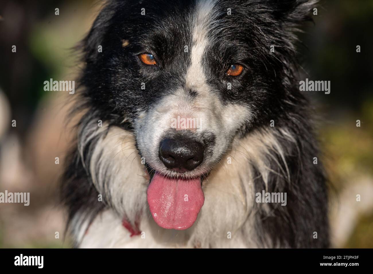Close up Border Collie dog in England Stock Photo