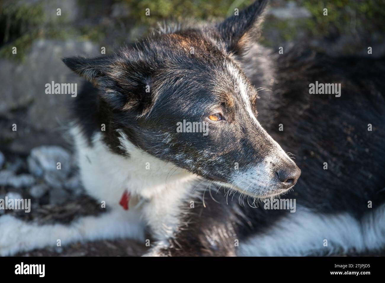 Close up Border Collie dog in England Stock Photo