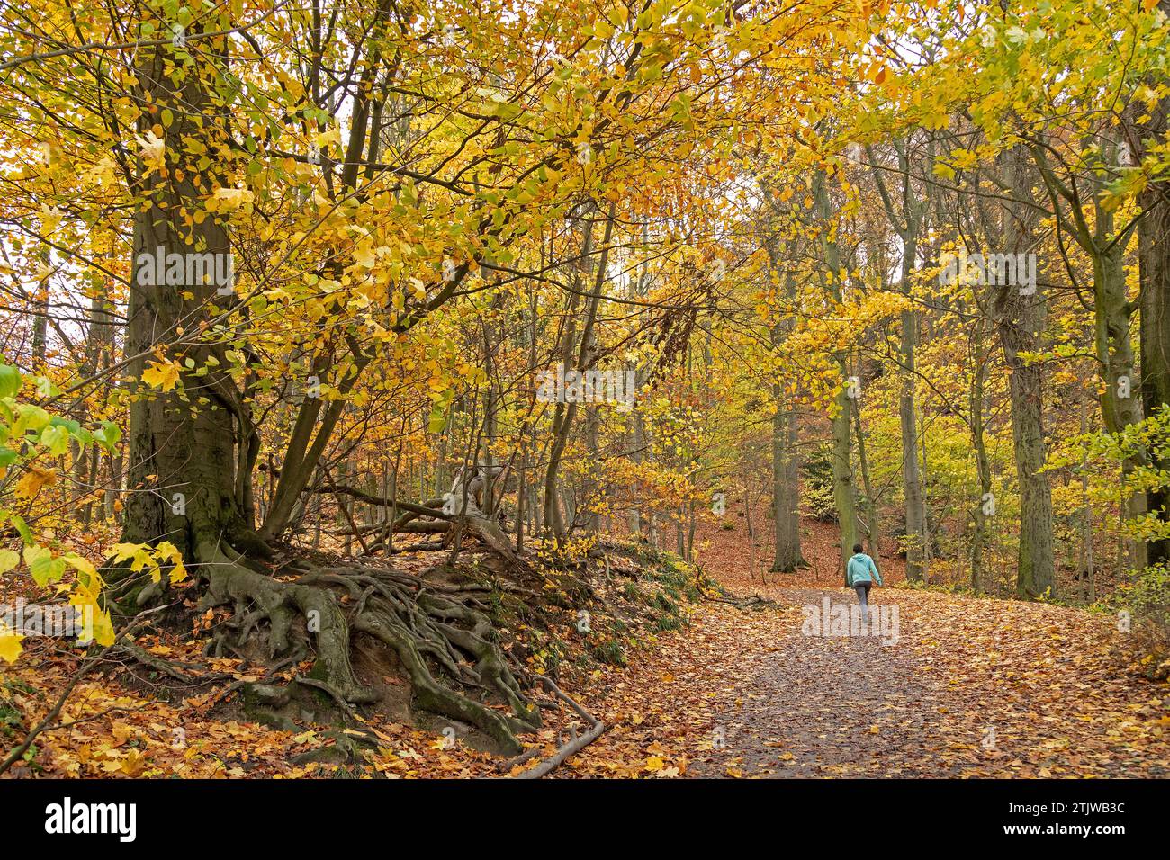 Person, ´donkeys track´ to Dragon´s Rock, Königswinter, North Rhine-Westphalia, Germany Stock Photo