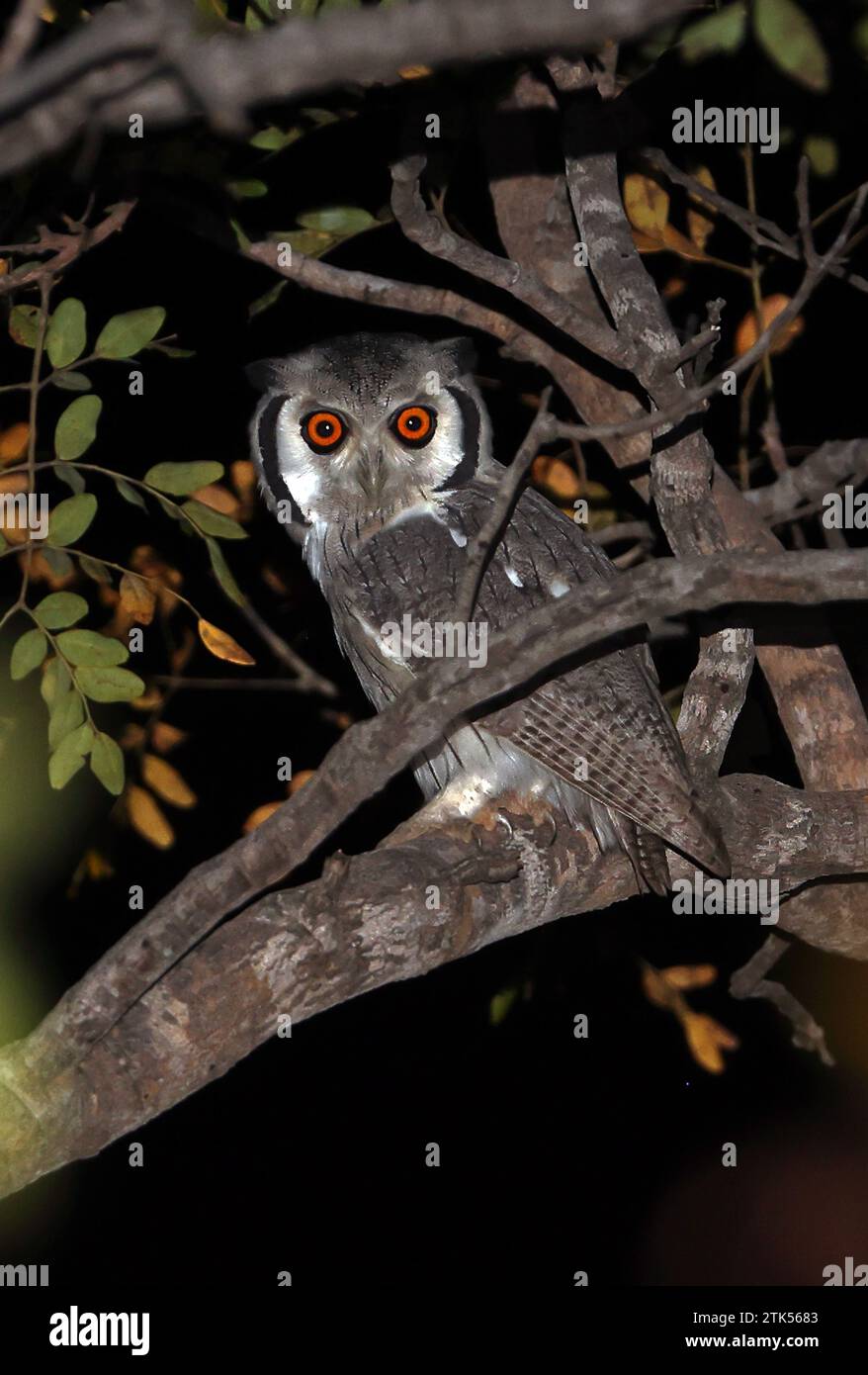 Northern White-faced Owl (Ptilopsis leucotis) adult perched in tree at night  Mole National Park, Ghana.               November Stock Photo