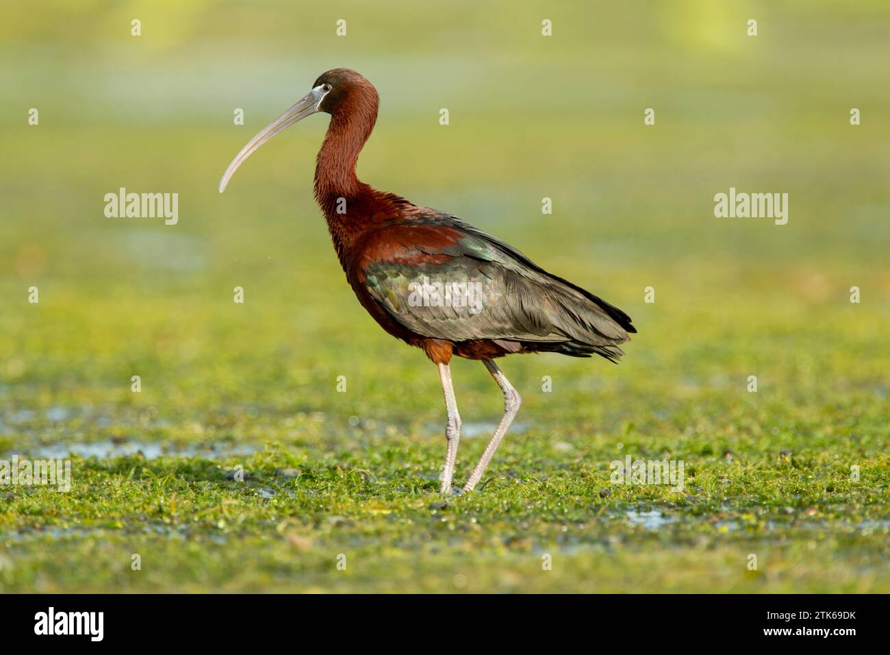 Glossy ibis (Plegadis falcinellus) standing in water in the Danube Delta complex of lagoons Stock Photo