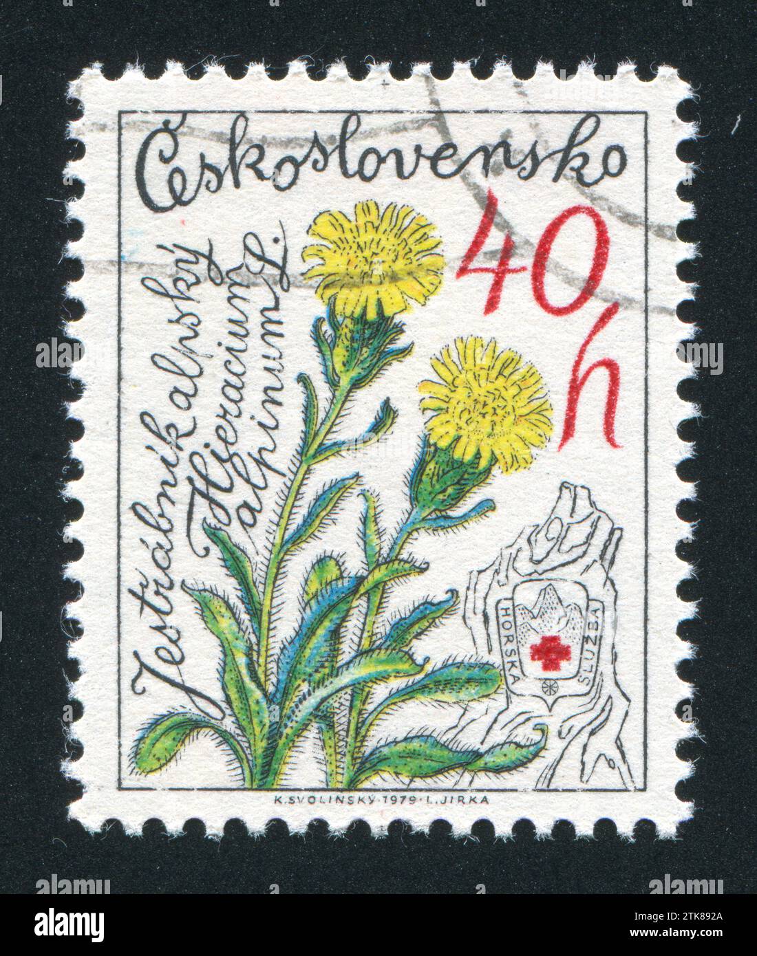 CZECHOSLOVAKIA - CIRCA 1979: stamp printed by Czechoslovakia, shows Alpine Hawkweed, circa 1979 Stock Photo