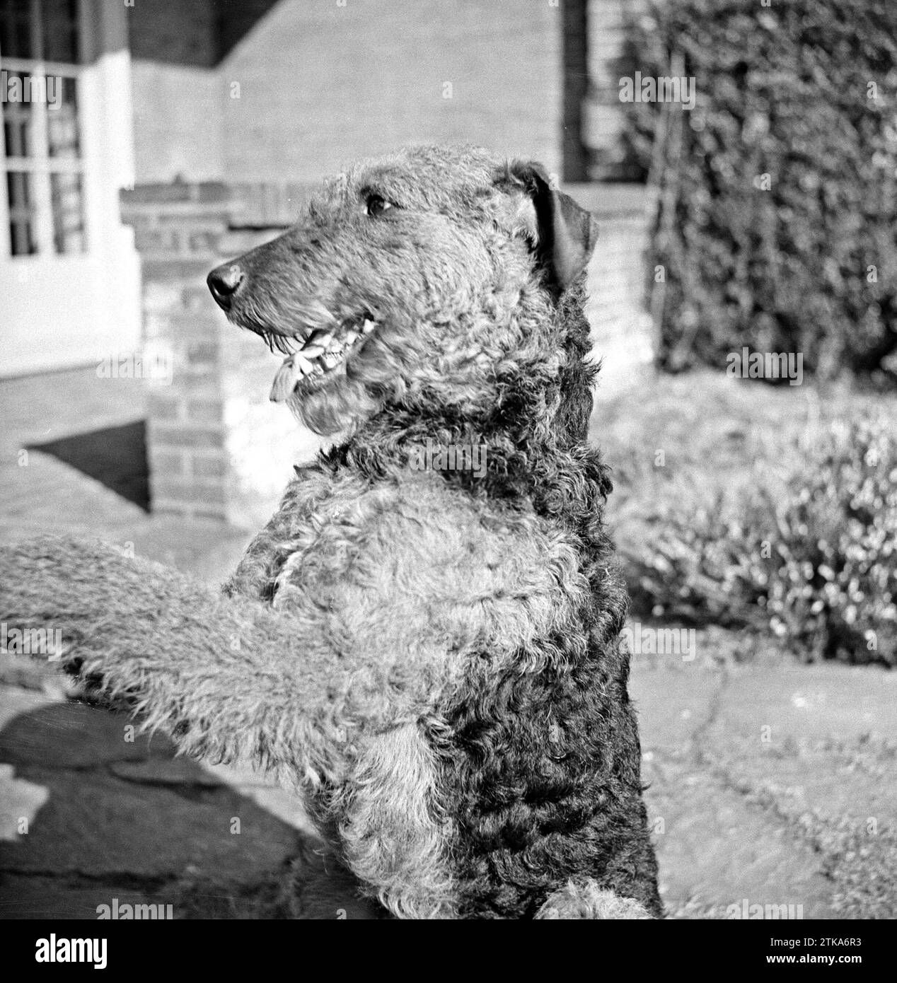 Portrait Of An Airdale Terrier Ca 1936 Stock Photo Alamy