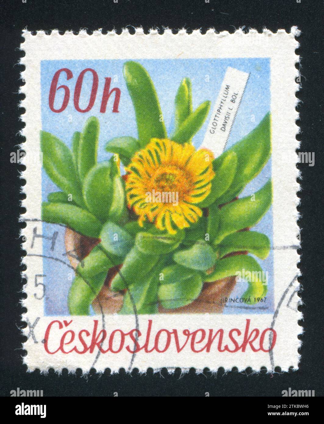 CZECHOSLOVAKIA - CIRCA 1967: stamp printed by Czechoslovakia, shows Glottiphyllum davisii, circa 1967 Stock Photo