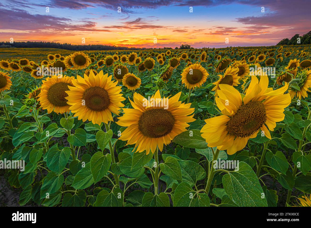 Landscape in summer. Lots of sunflowers in the evening at sunset. Opened flowers with green leaves and stems. Crops with lots of flowers with colorful Stock Photo